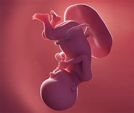 Foetus in Schaedellage